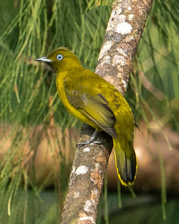 Andaman Bulbul - ML644982349