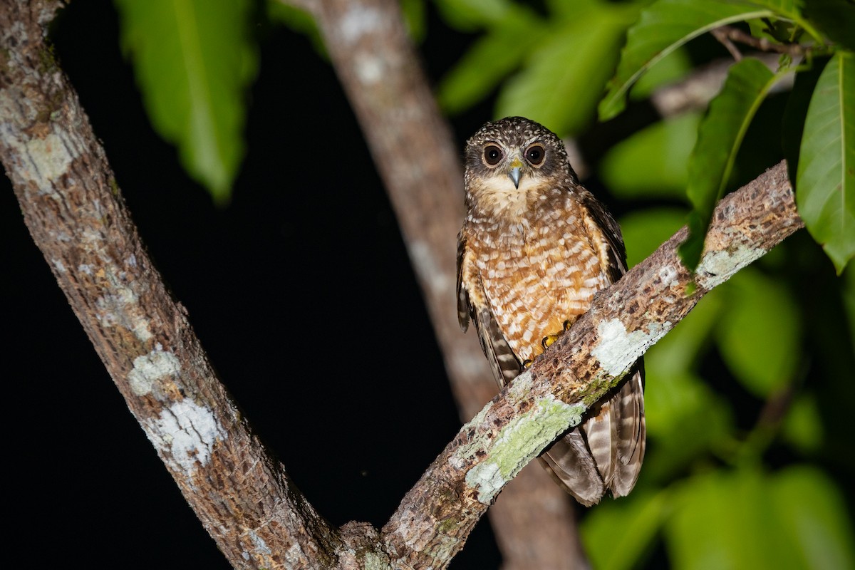 Сумбанская иглоногая сова - ML644982358