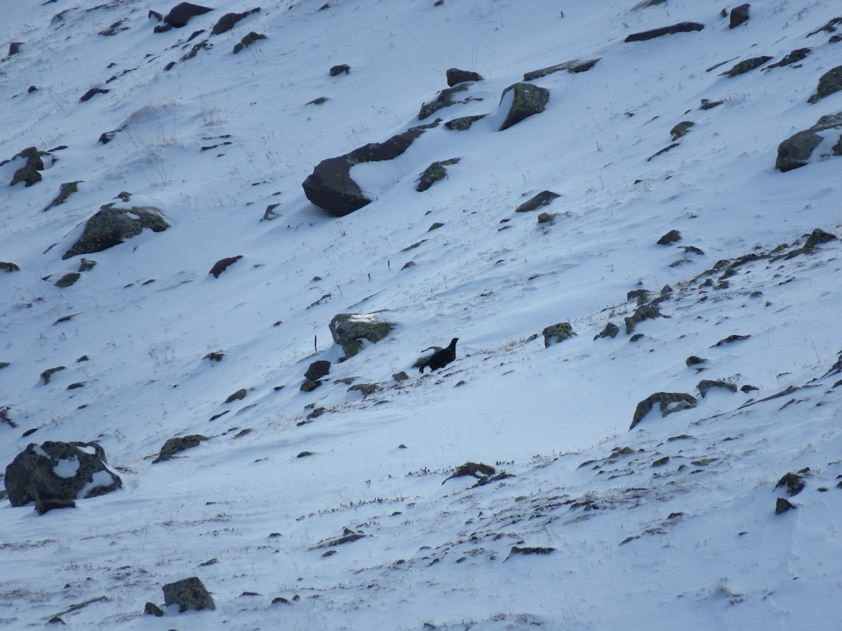 Caucasian Grouse - ML644982382