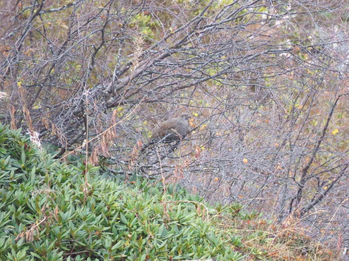 Caucasian Grouse - ML644982384