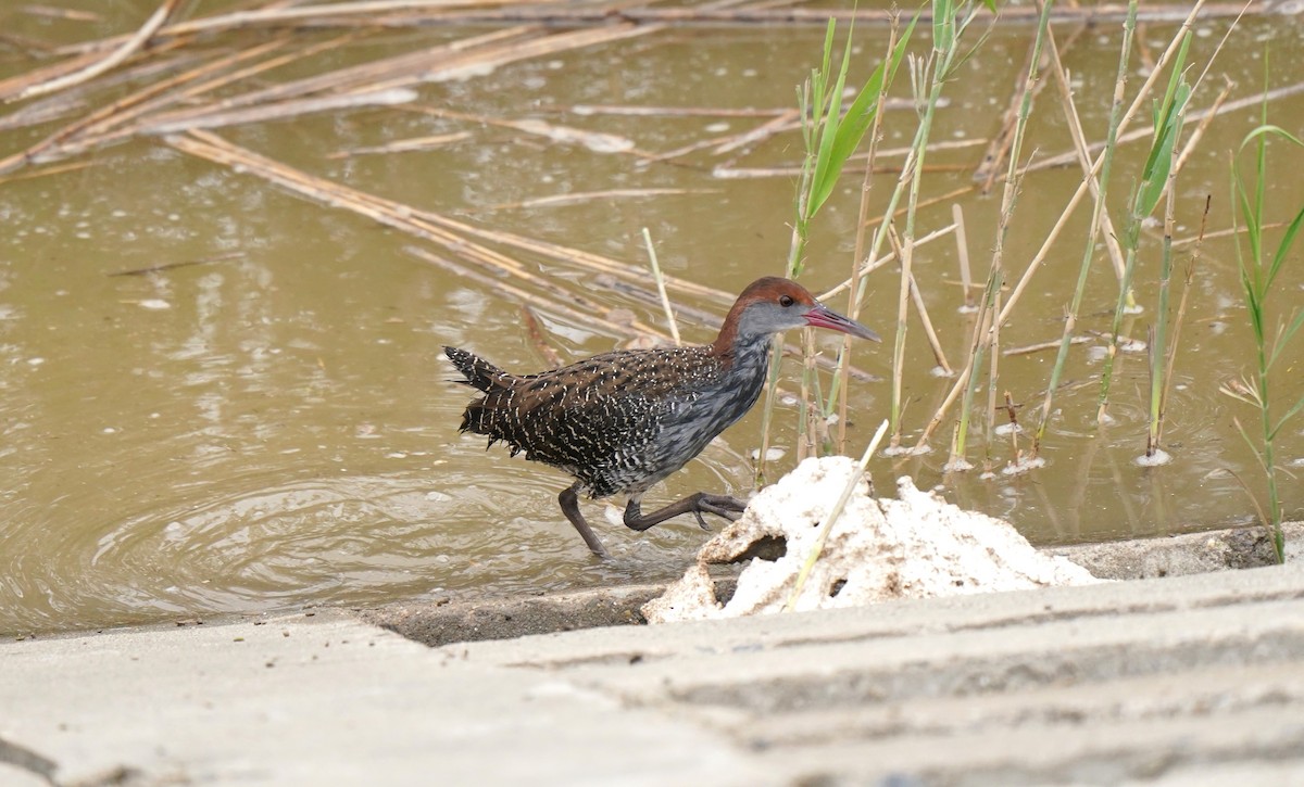 Slaty-breasted Rail - ML644982405