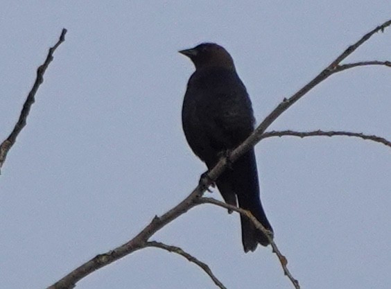 brunhodetrupial - ML644982412