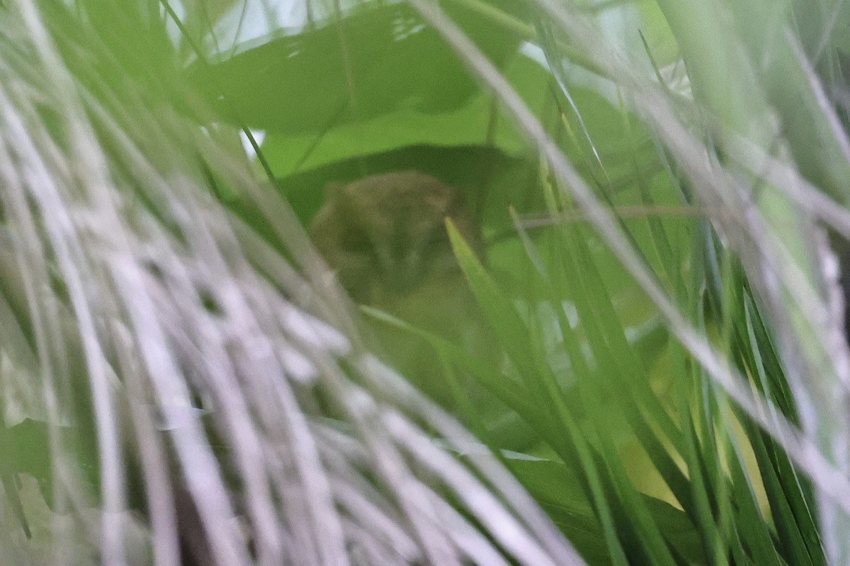 Oriental Scops-Owl - ML644982413