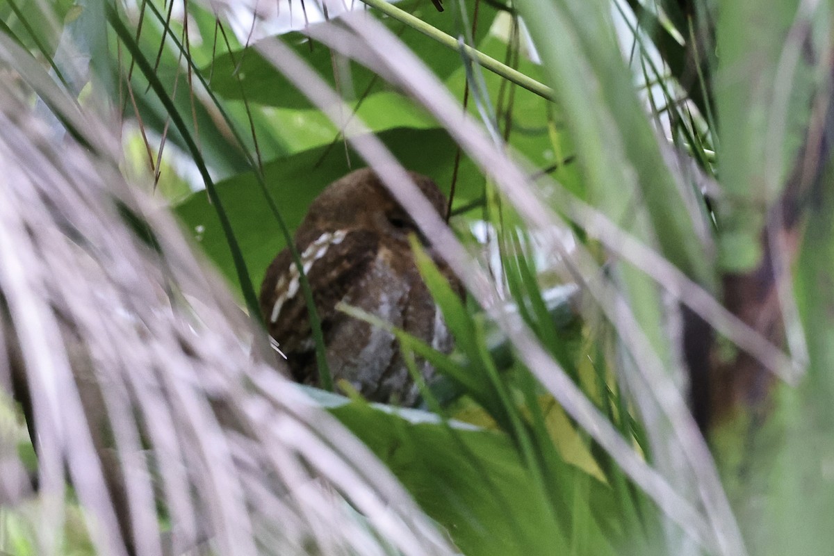 Oriental Scops-Owl - ML644982414