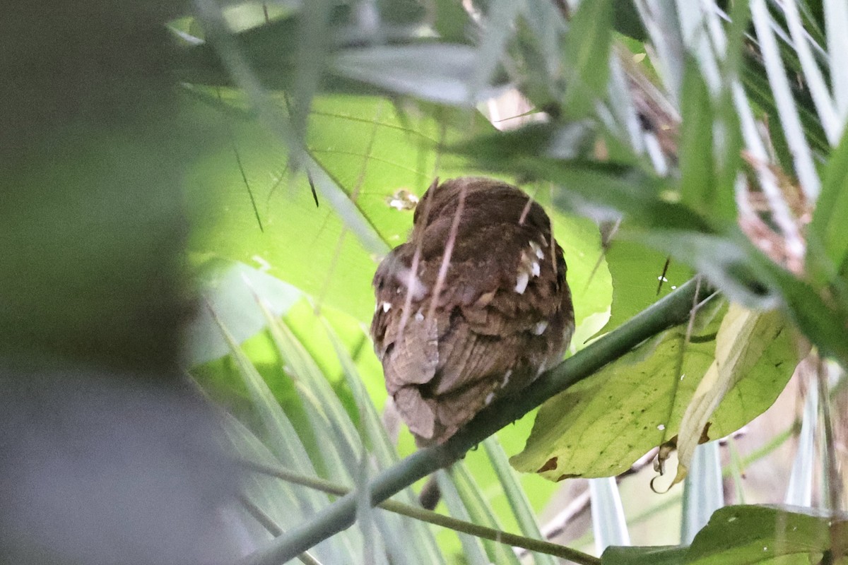 Oriental Scops-Owl - ML644982415