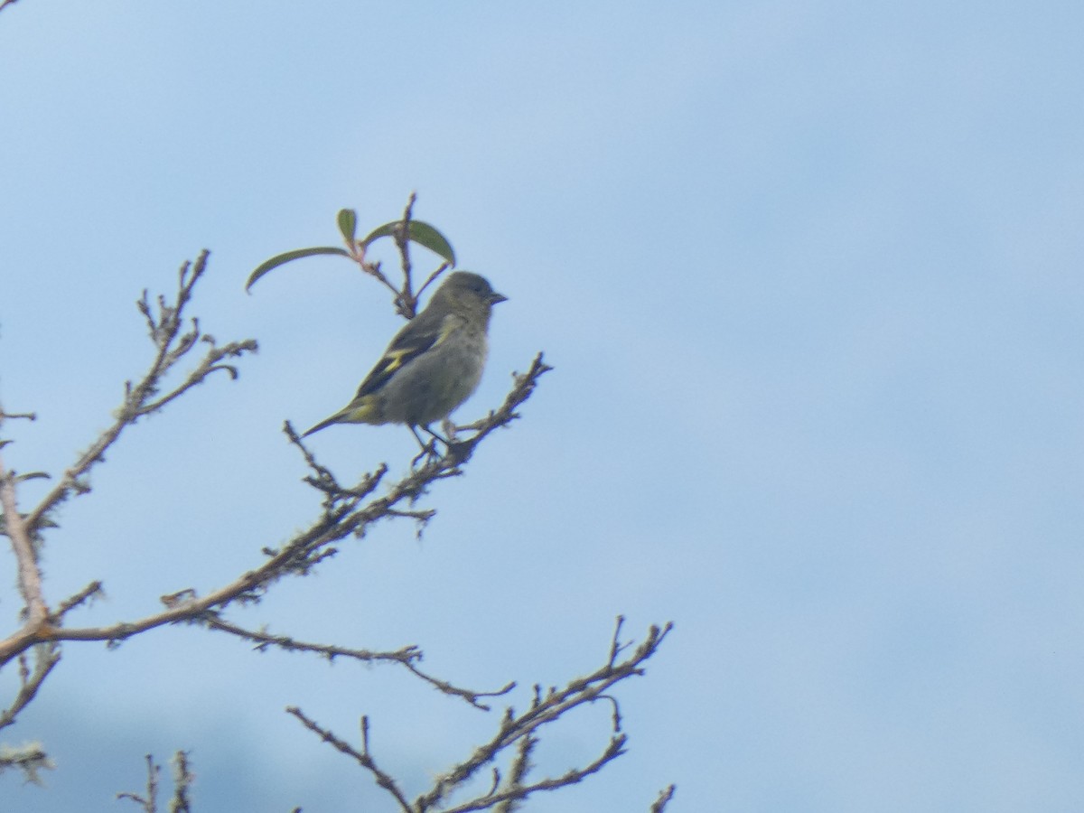 Andean Siskin - ML644982416