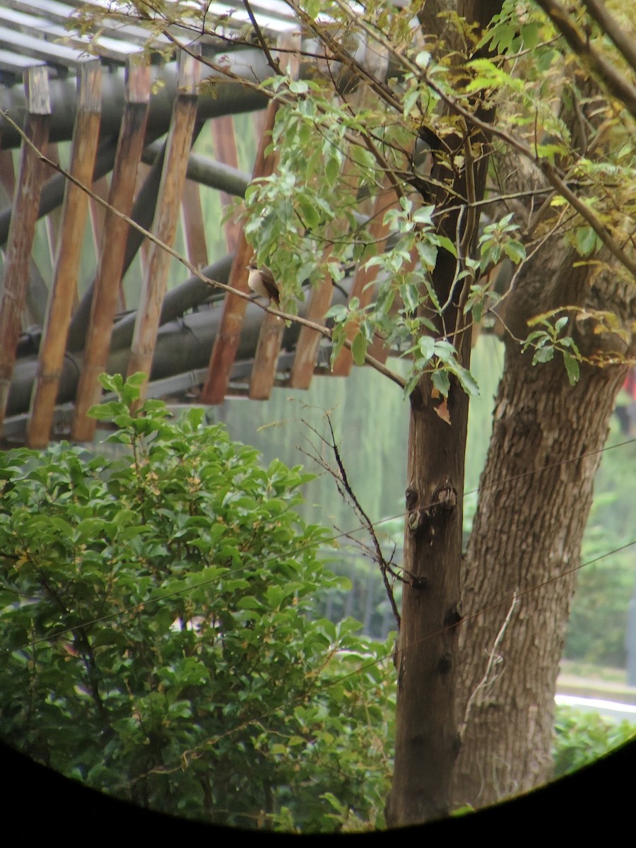 Brown Shrike - ML644982418