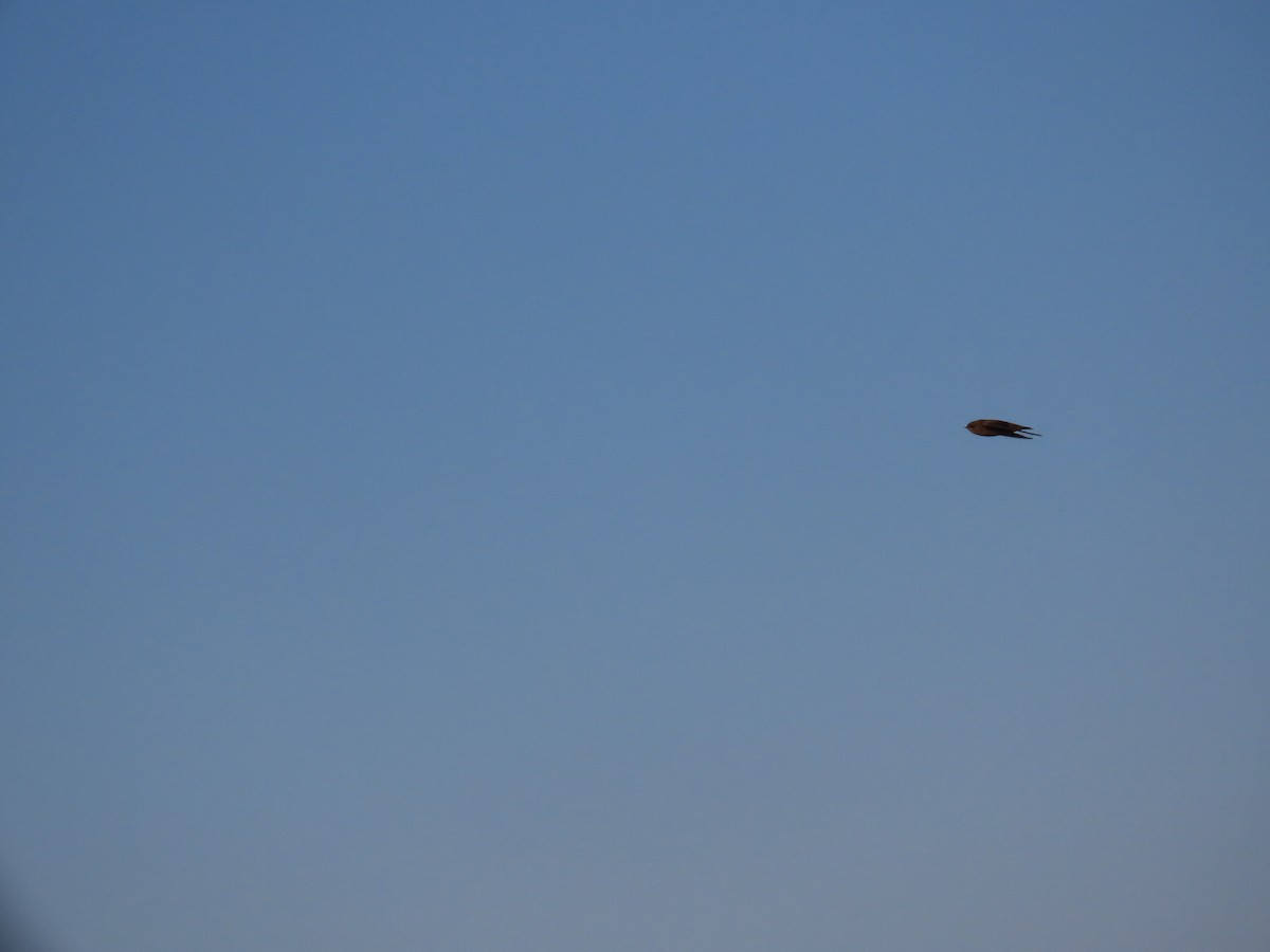 Dusky Crag-Martin - ML644982419