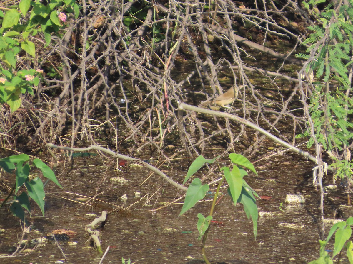 Clamorous Reed Warbler - ML644982420