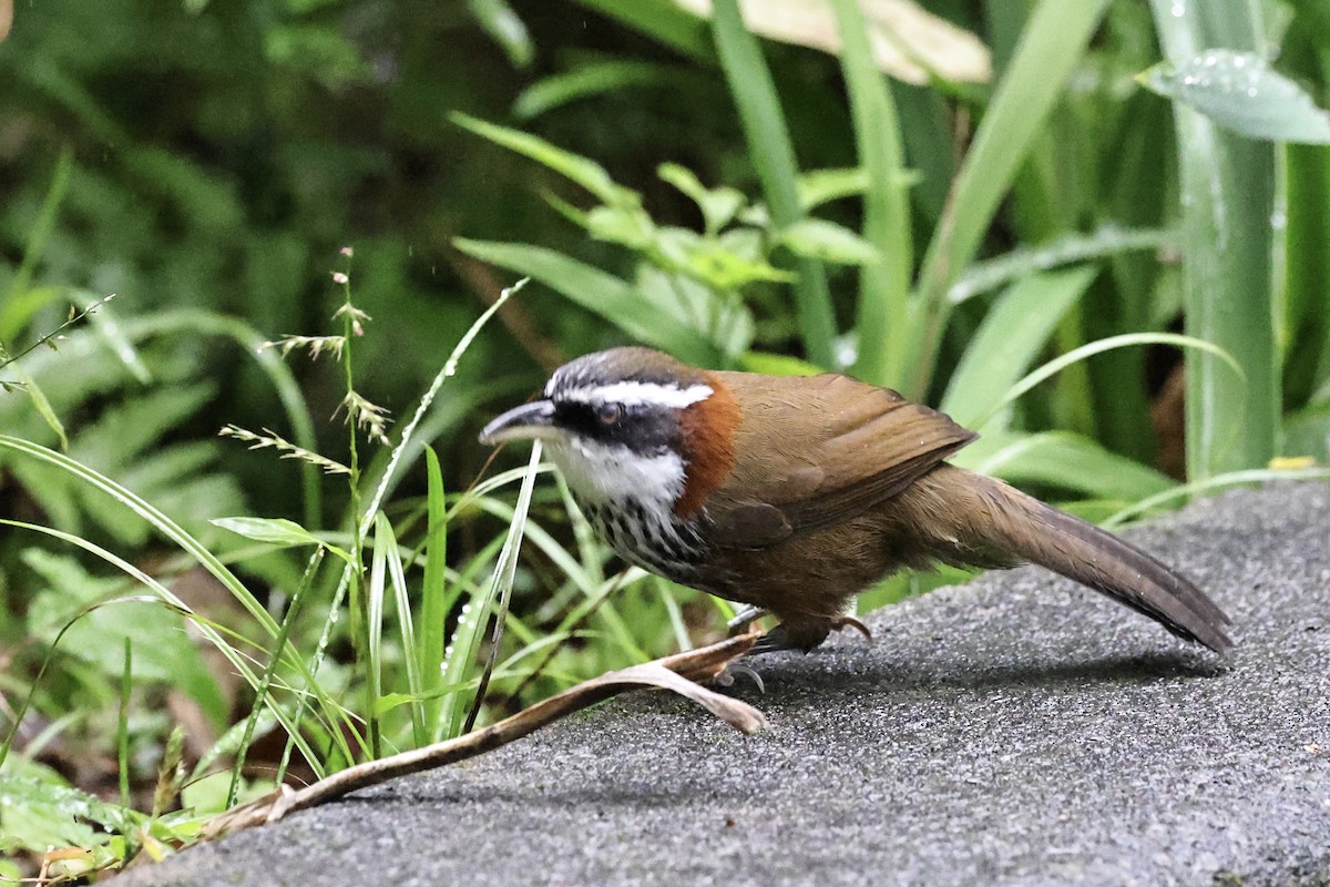 Taiwan Scimitar-Babbler - ML644982421