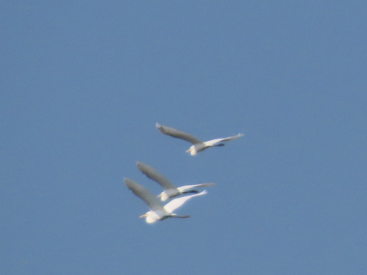 Great Egret - ML644982422