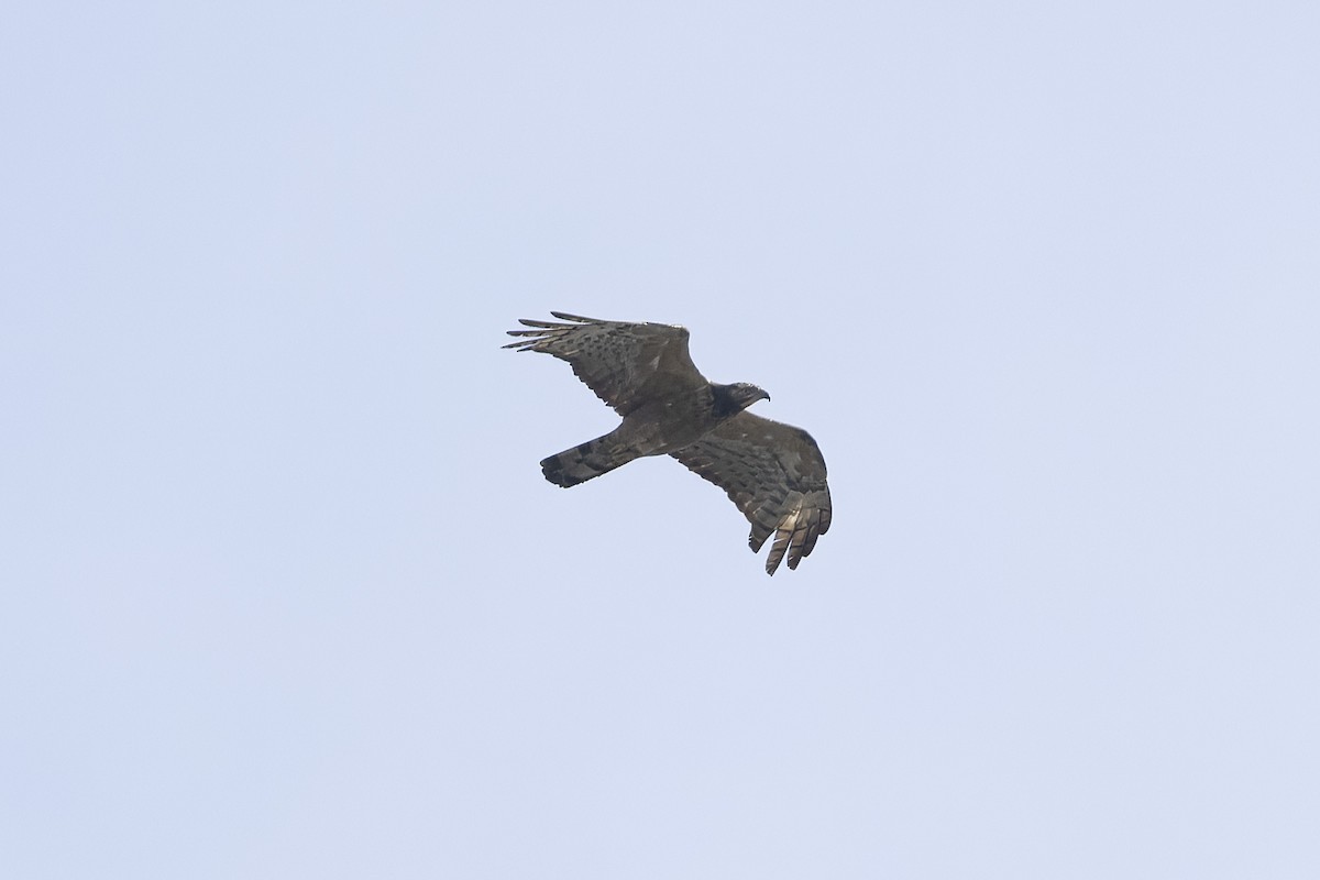 Oriental Honey-buzzard (Northern) - ML644982423
