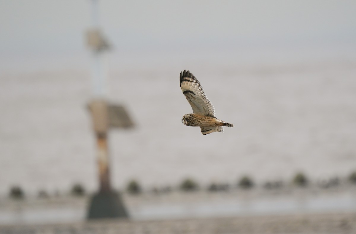 Short-eared Owl (Northern) - ML644982424