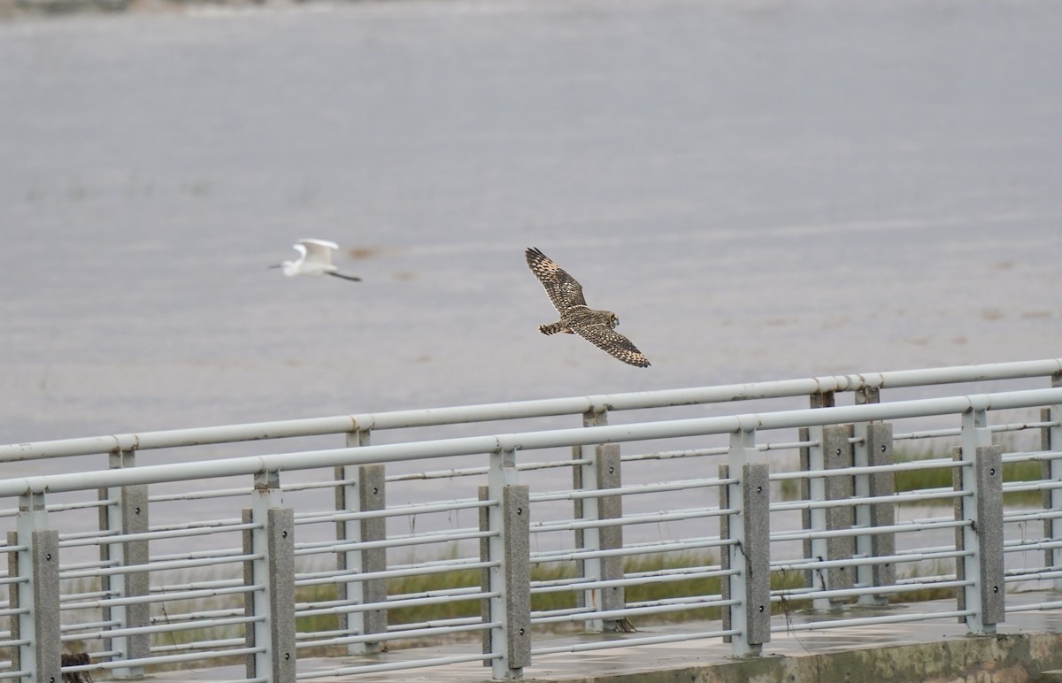 Short-eared Owl (Northern) - ML644982425