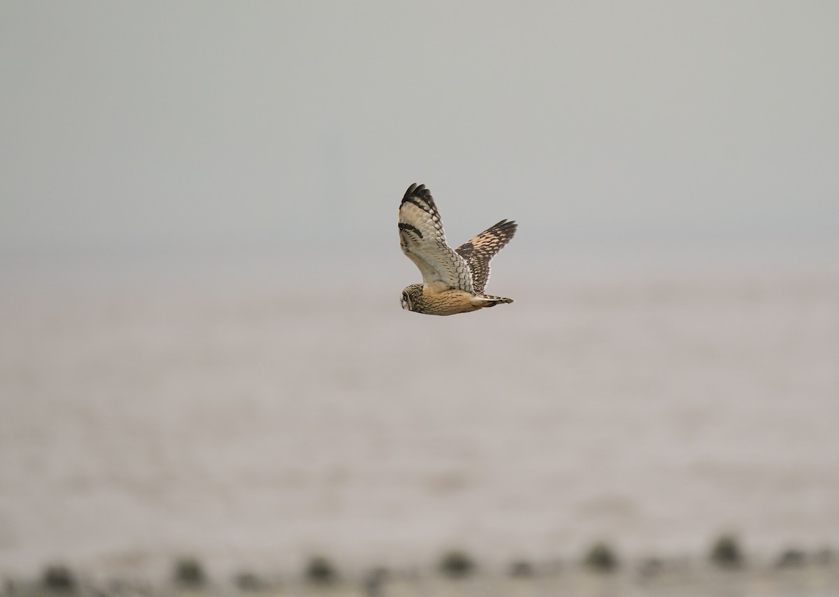 Short-eared Owl (Northern) - ML644982426