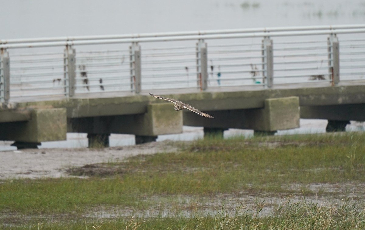 Short-eared Owl (Northern) - ML644982427