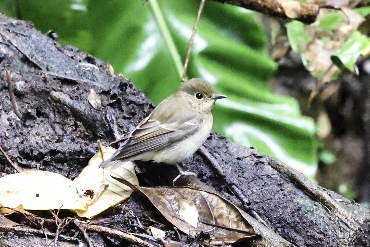 Narcissus Flycatcher - ML644982429