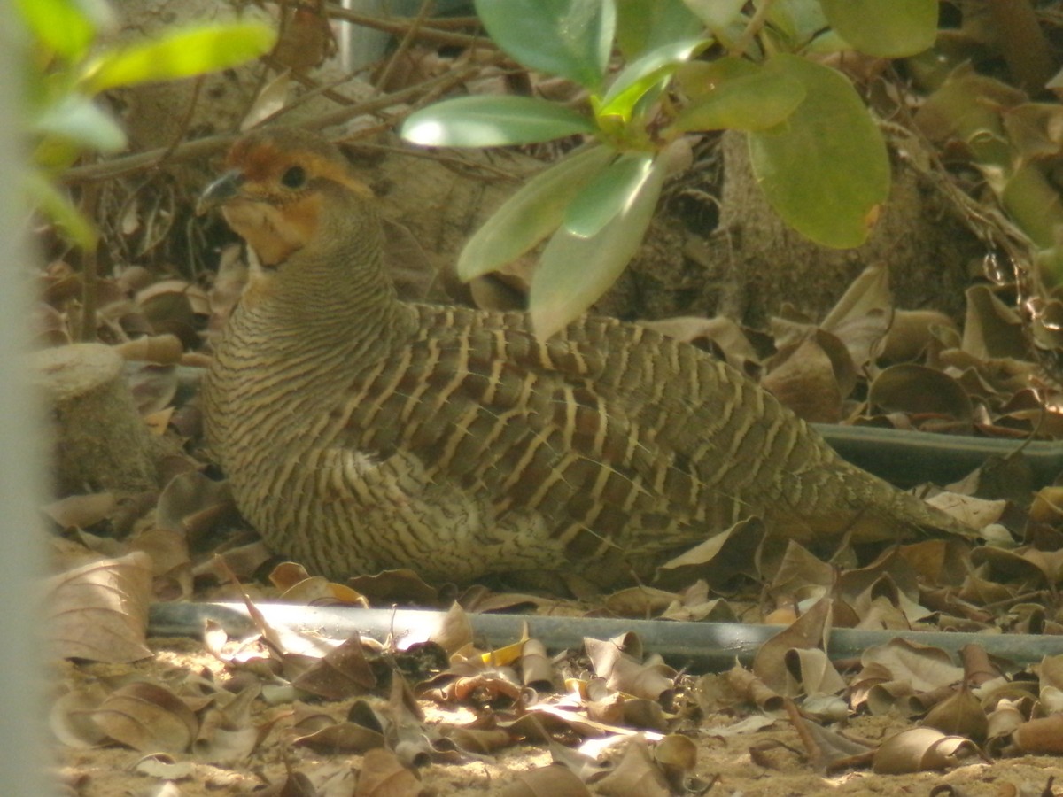 Gray Francolin - ML644982433