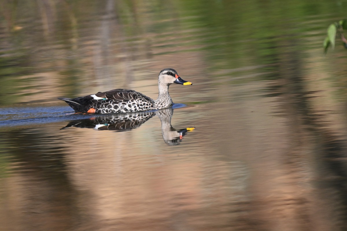 Indian Spot-billed Duck - ML644982436