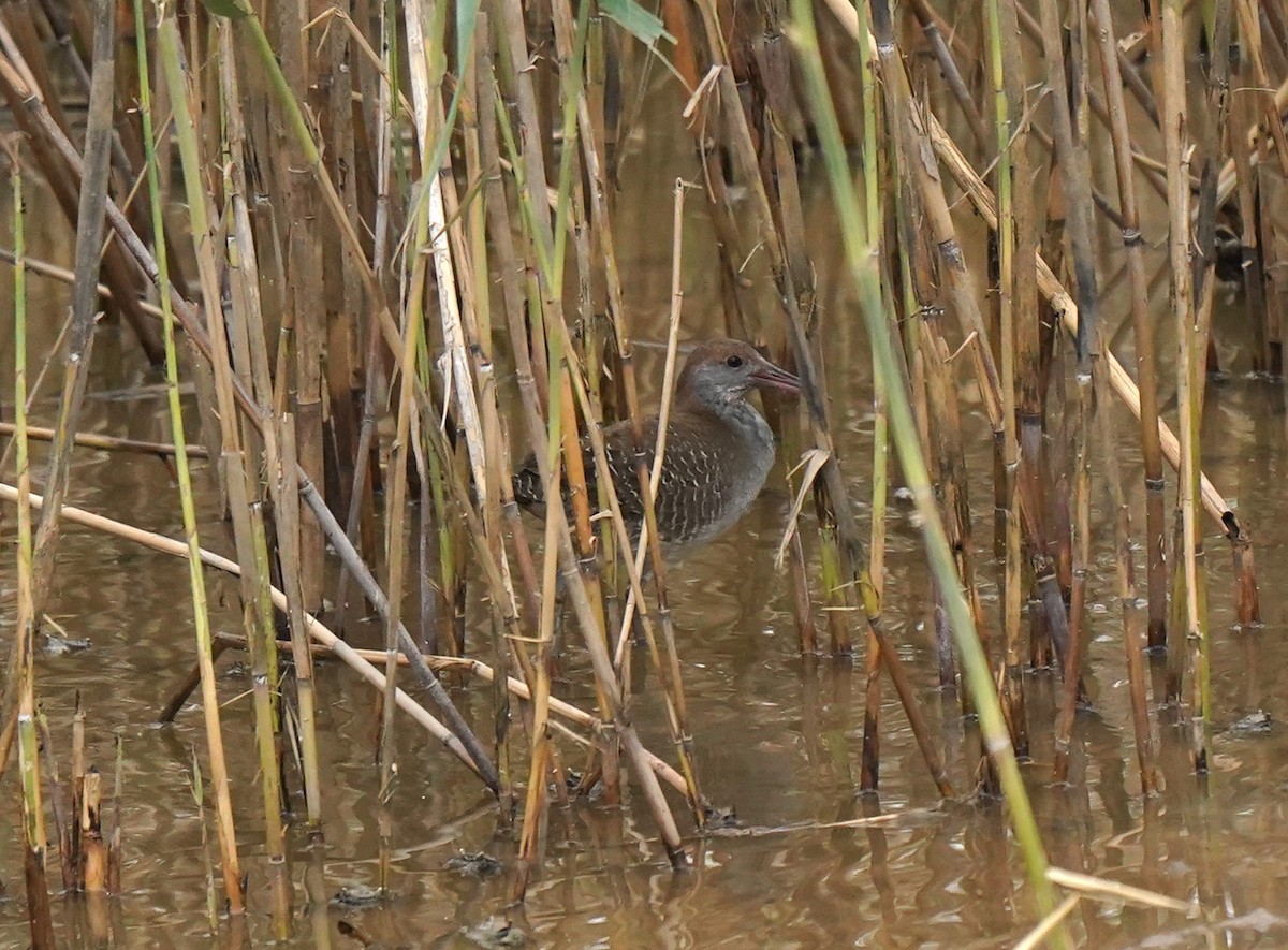 Slaty-breasted Rail - ML644982437