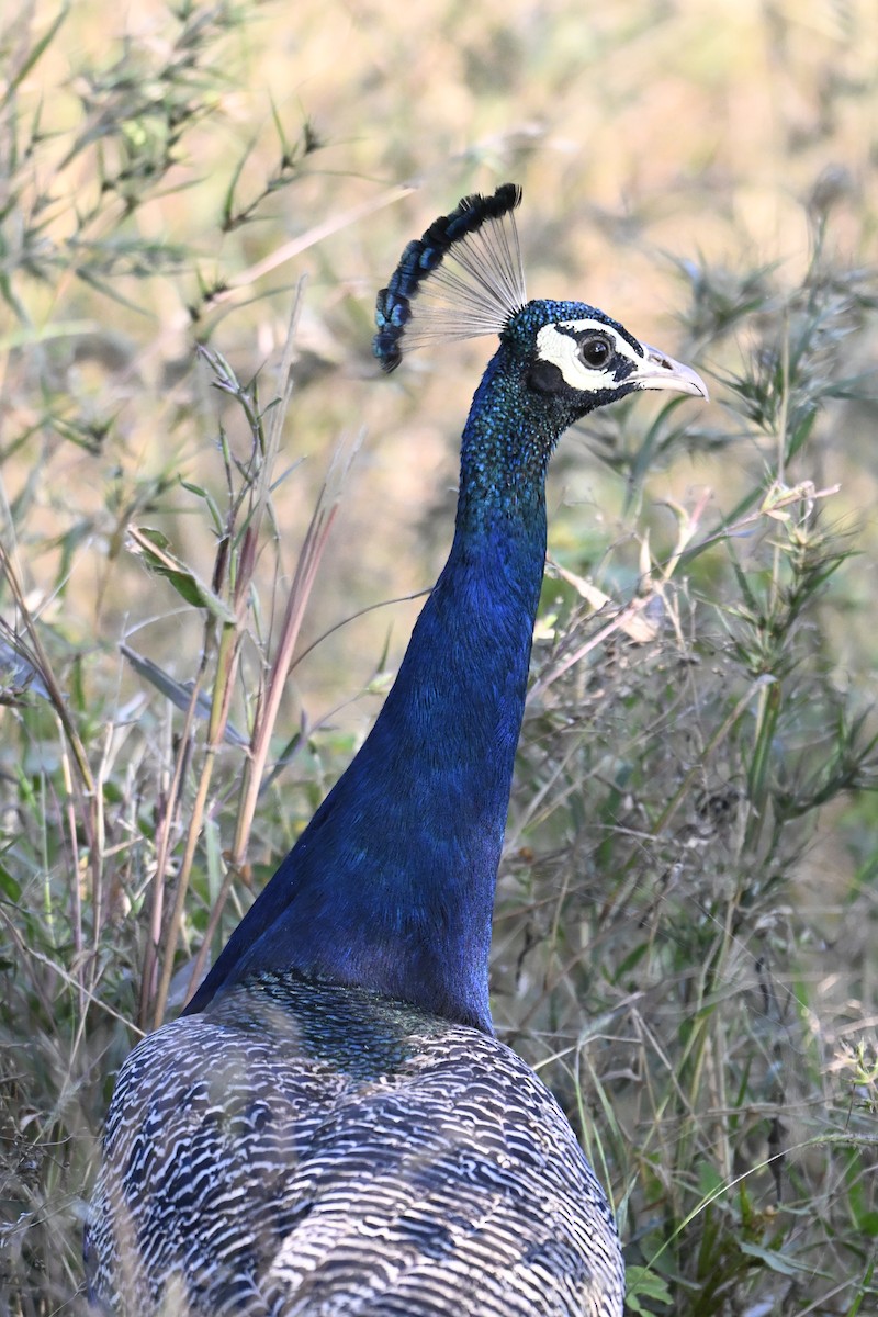 Indian Peafowl - ML644982439