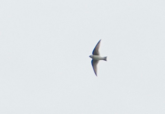 Asian House-Martin - ML644982442