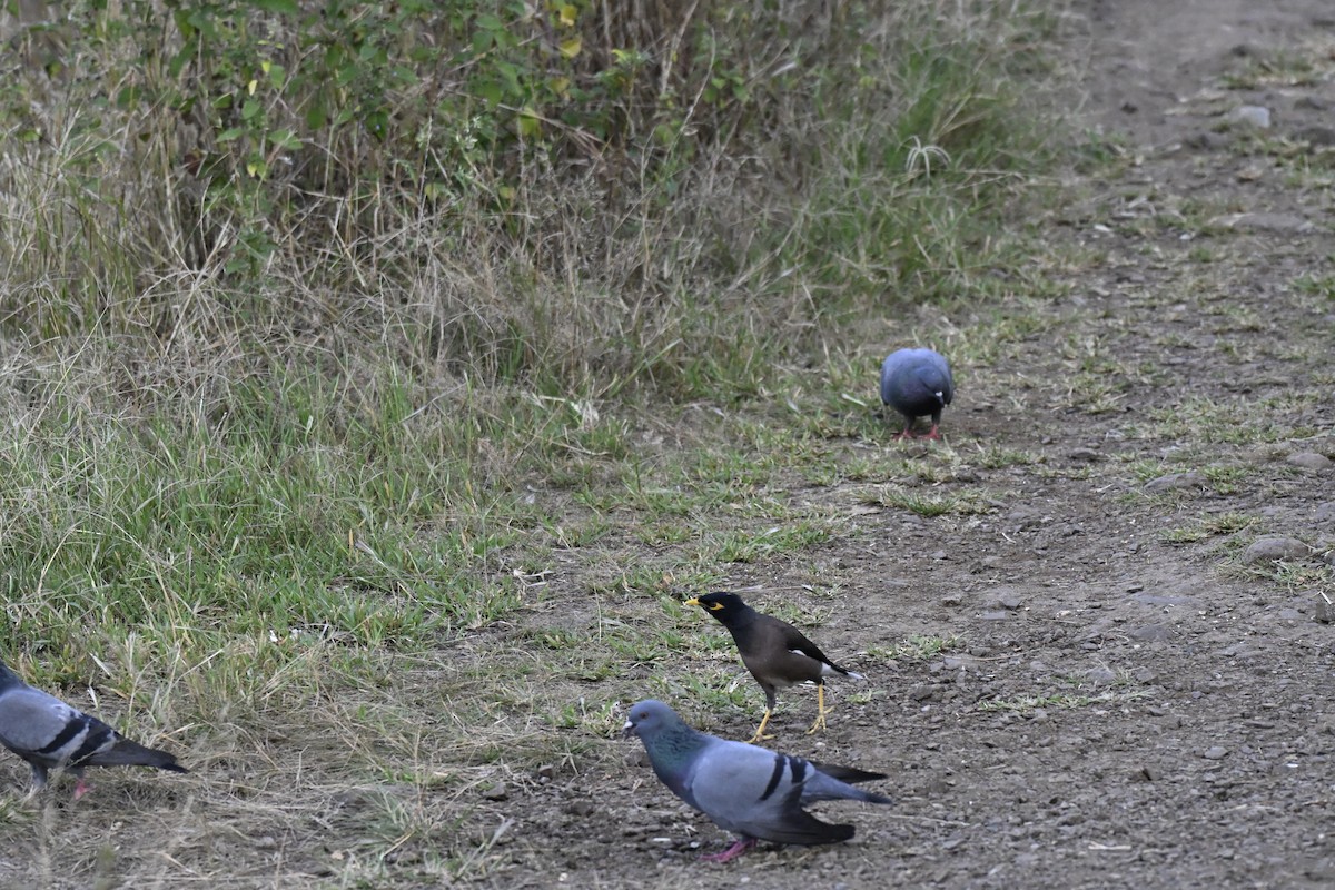 Rock Pigeon (Feral Pigeon) - ML644982443