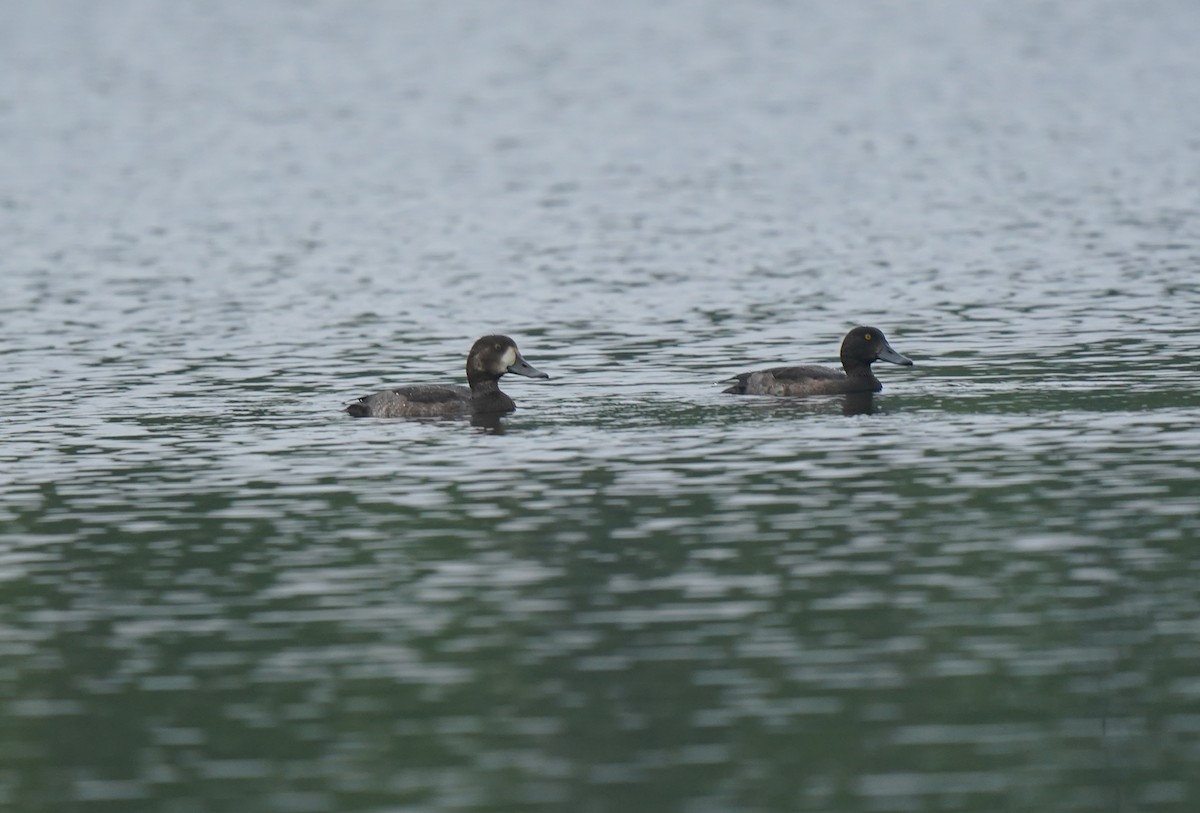 Greater Scaup - ML644982444