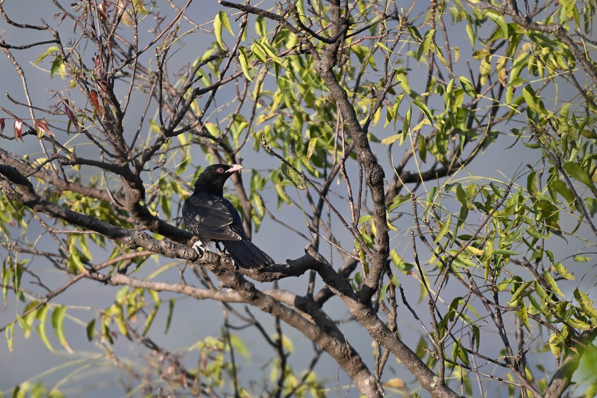 Asian Koel - ML644982447