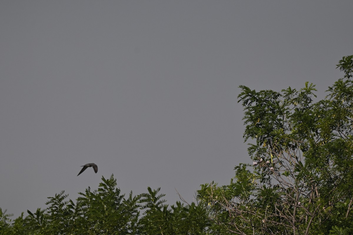 Common Cuckoo - ML644982450