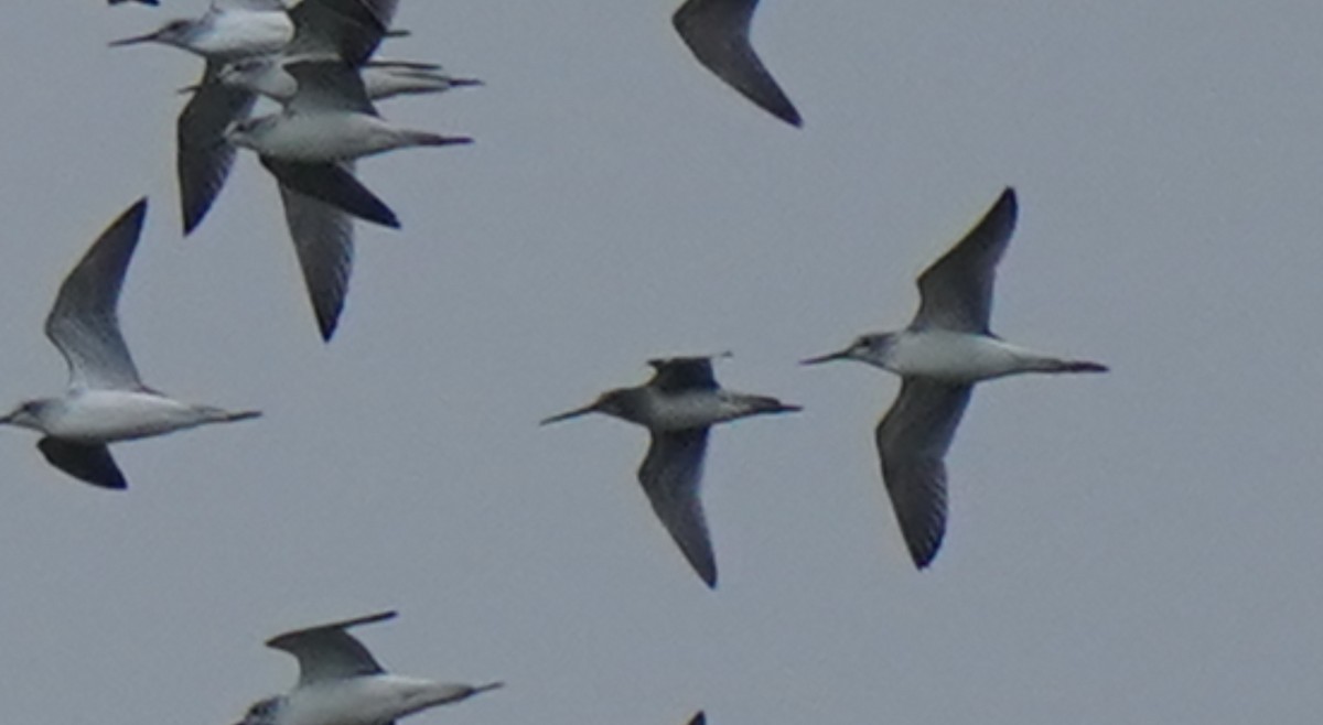 Long-billed Dowitcher - ML644982451