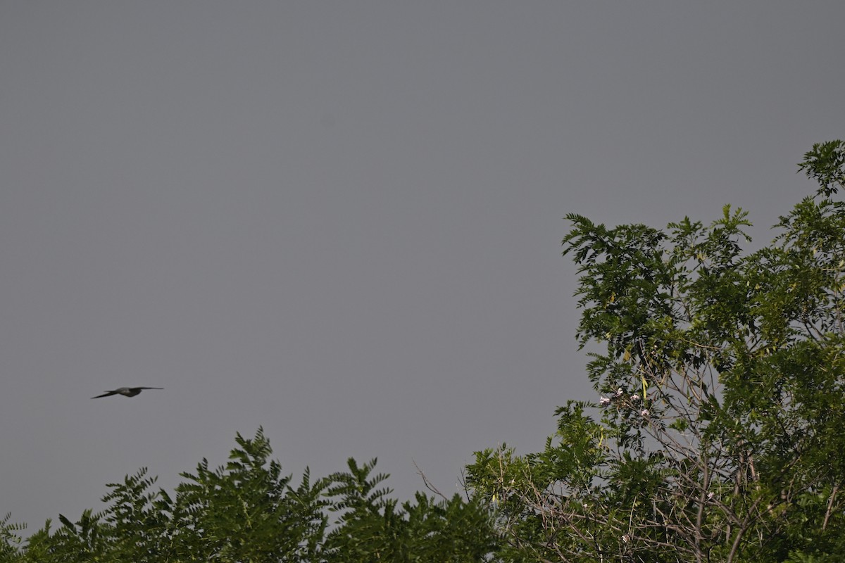 Common Cuckoo - ML644982452