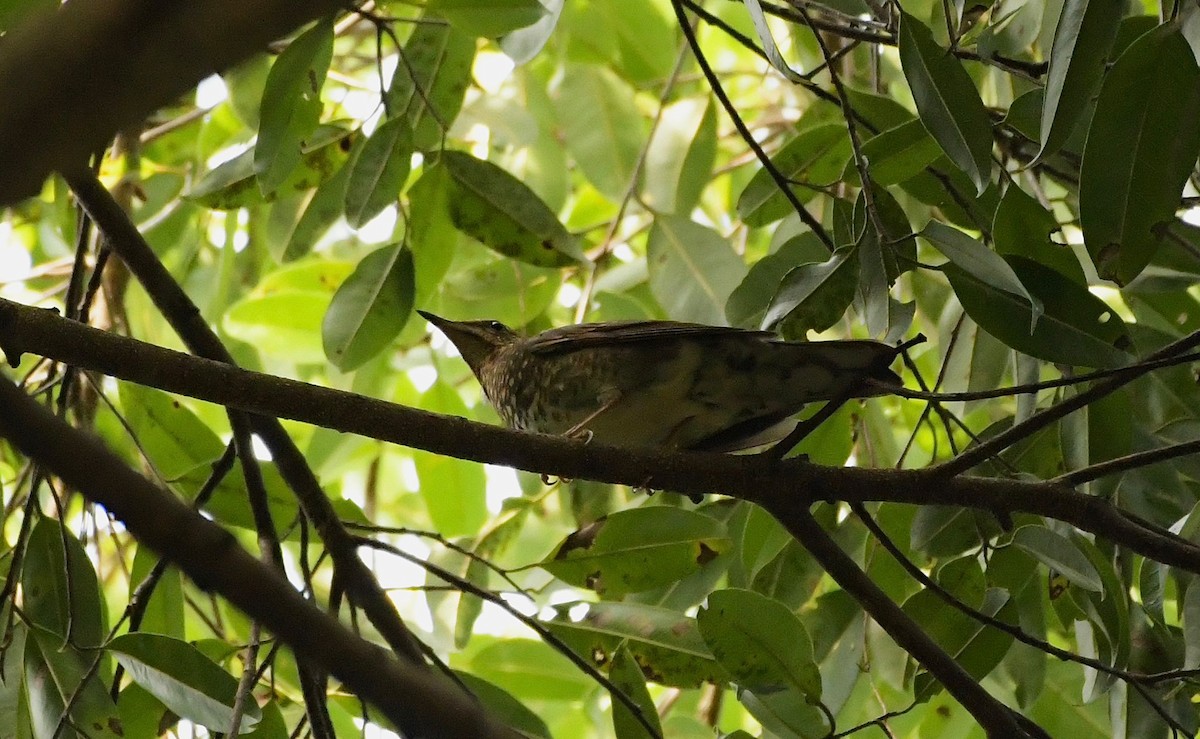 Siberian Thrush - ML644982454