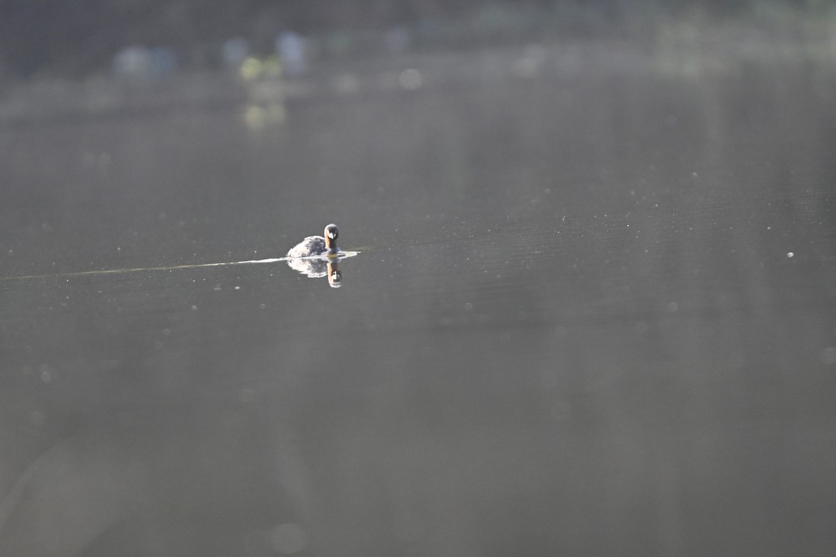 Little Grebe - ML644982455