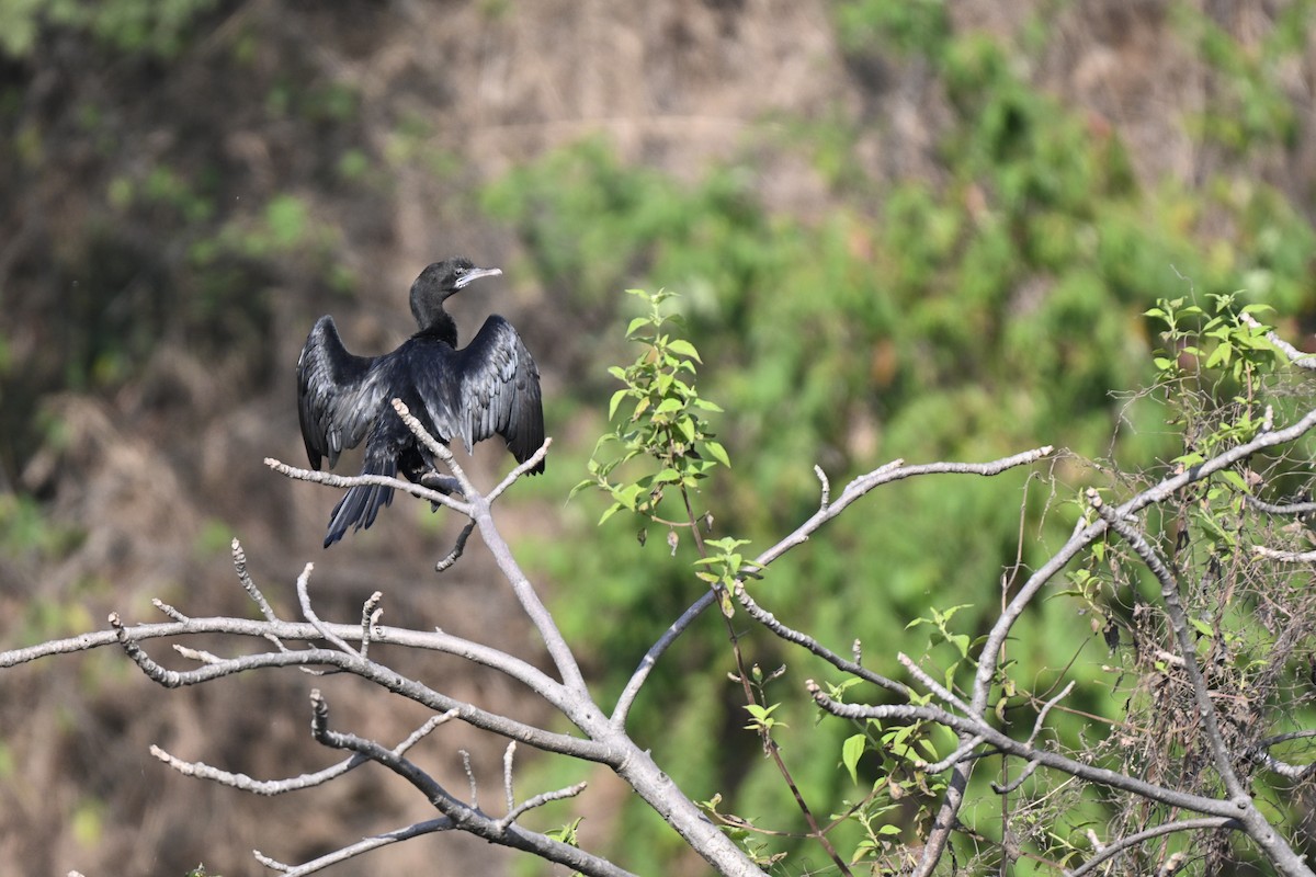 Little Cormorant - ML644982457