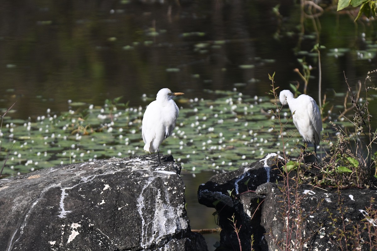 Eastern Cattle-Egret - ML644982459