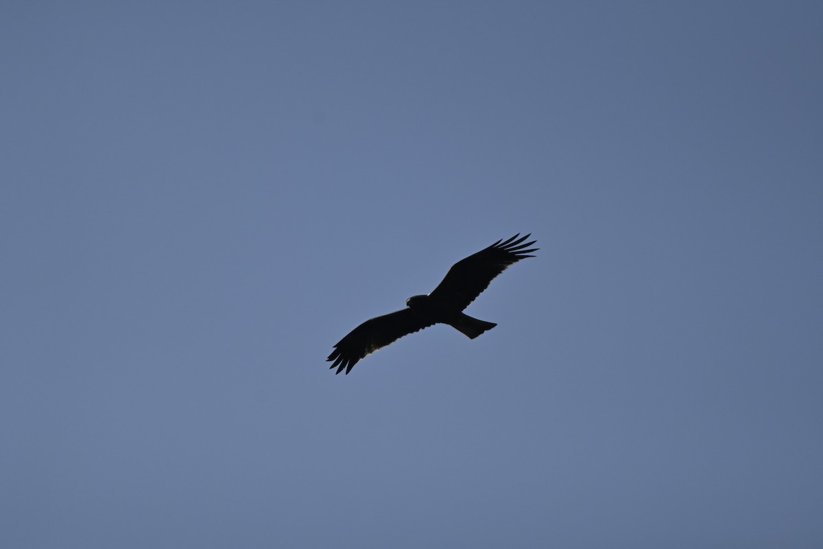 Booted Eagle - ML644982461