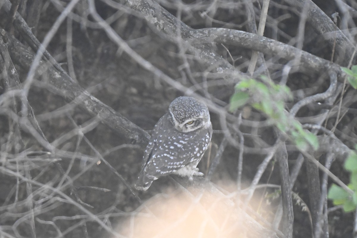 Spotted Owlet - ML644982464
