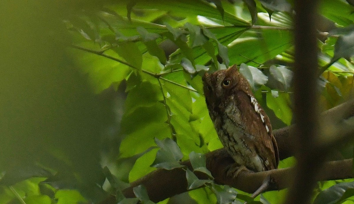 Oriental Scops-Owl - ML644982467