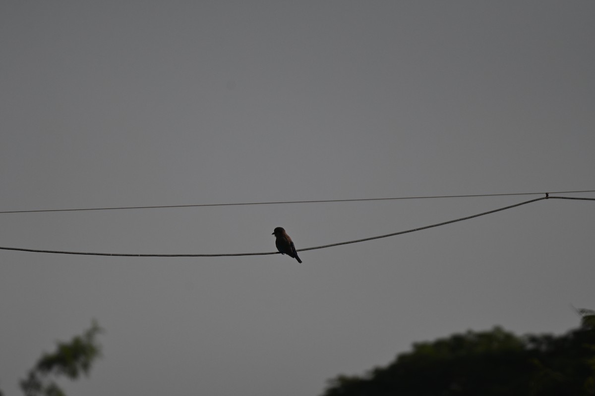 Indian Roller - ML644982468