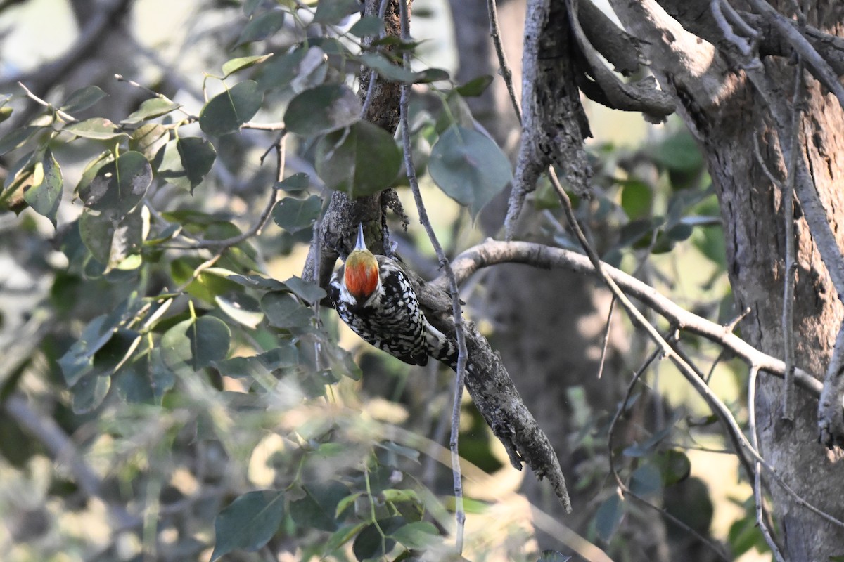 Pic mahratte - ML644982470