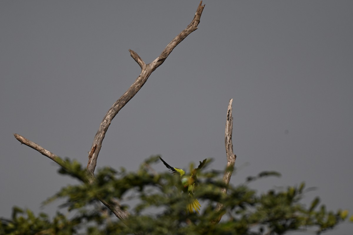 Perruche à collier - ML644982472
