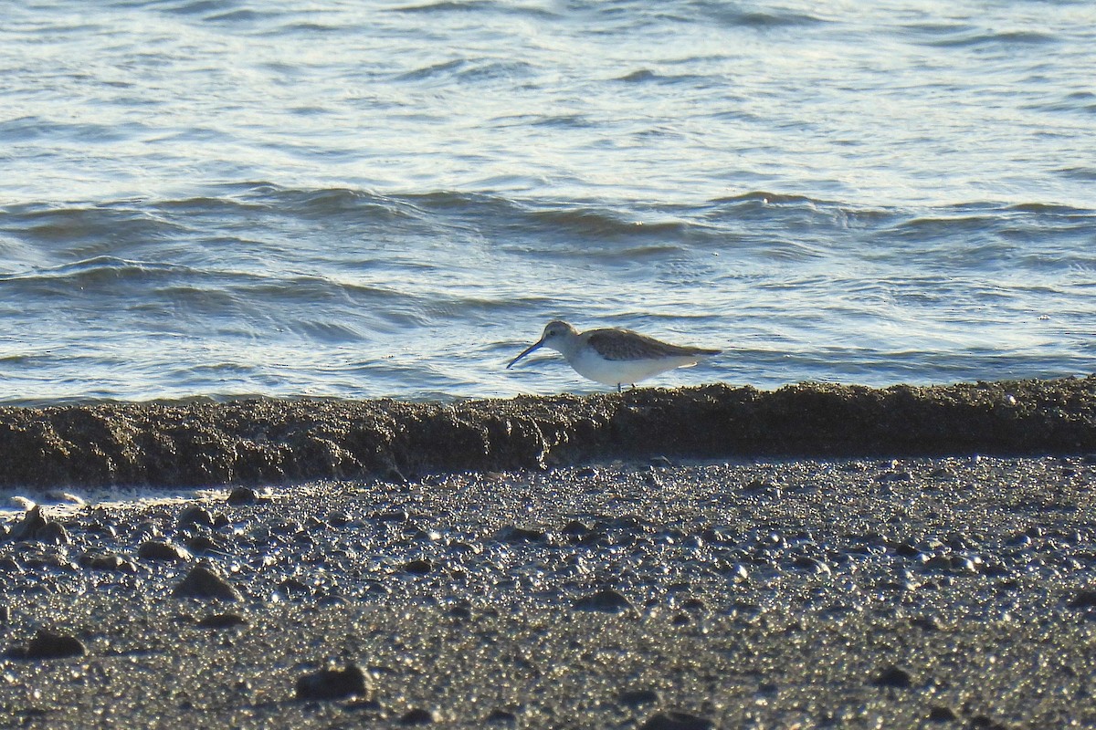 Bécasseau cocorli - ML644982475