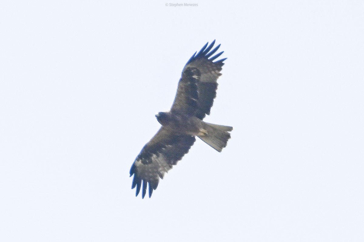 Aigle botté - ML644982477