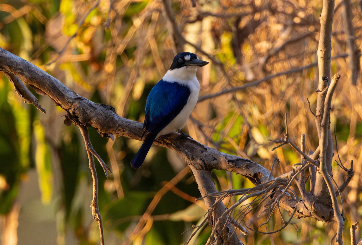 Martin-chasseur forestier - ML644982479