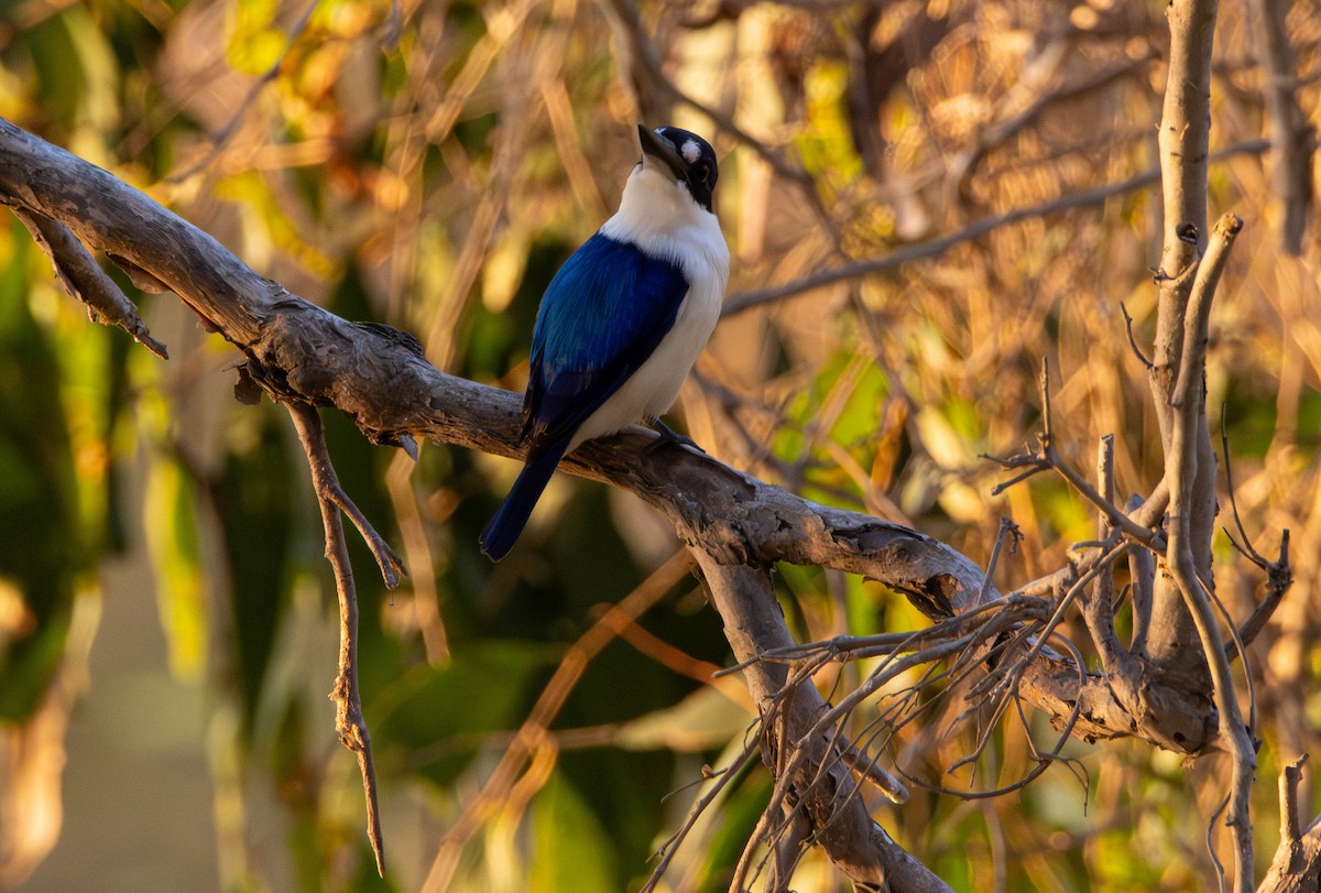 Martin-chasseur forestier - ML644982480