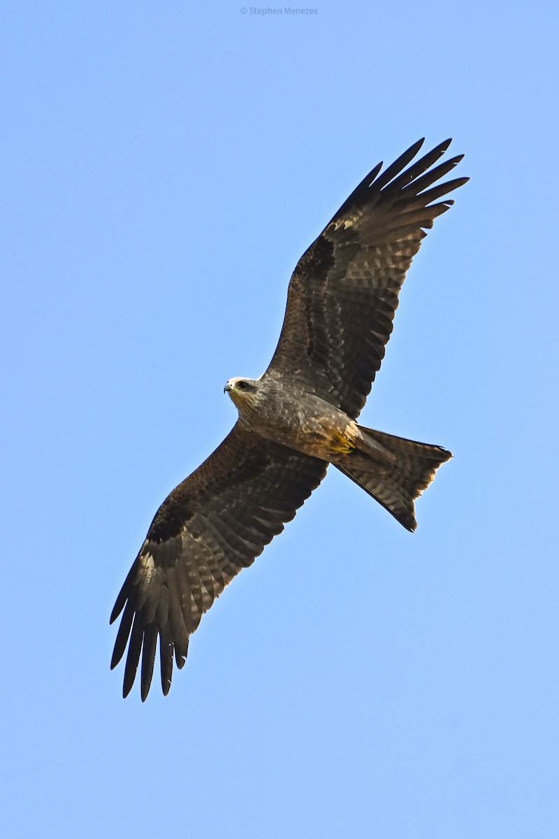 Milan noir - ML644982484