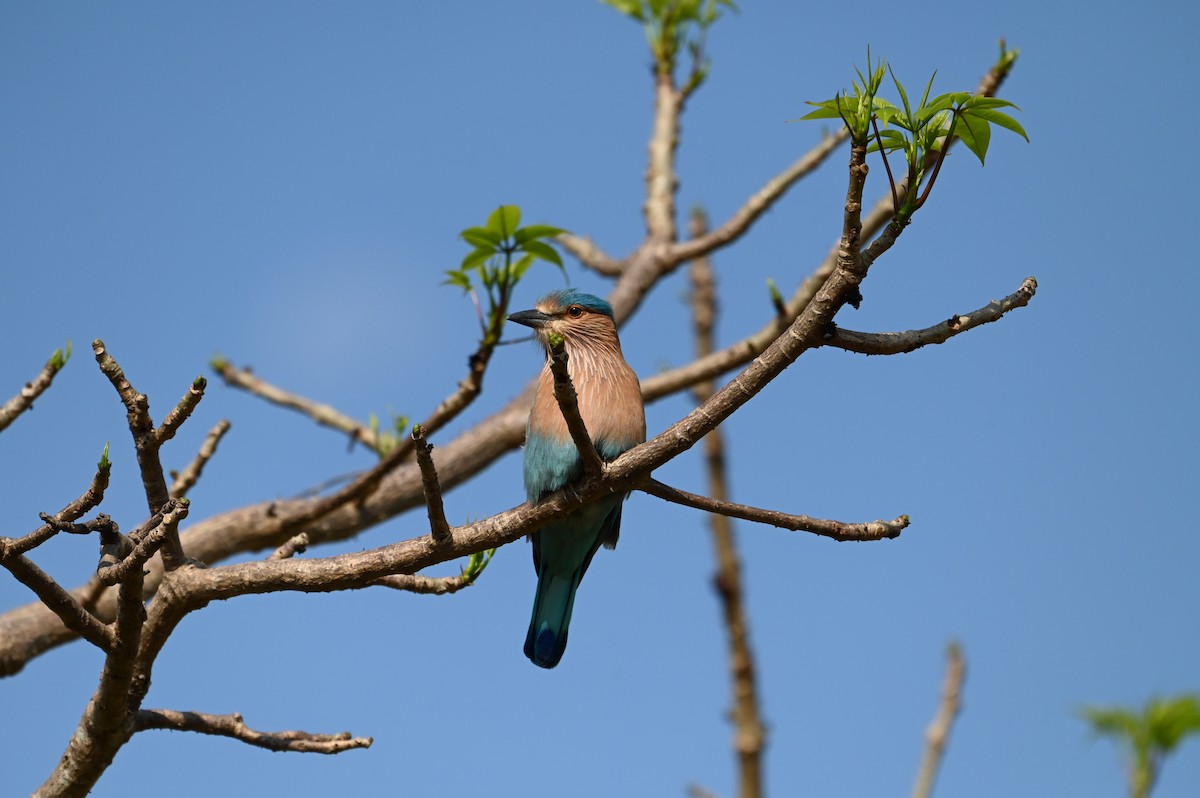 Rollier indien - ML644982487