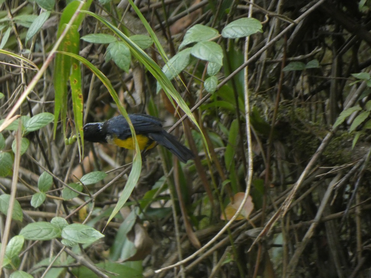 Tangara à poitrine fauve - ML644982492