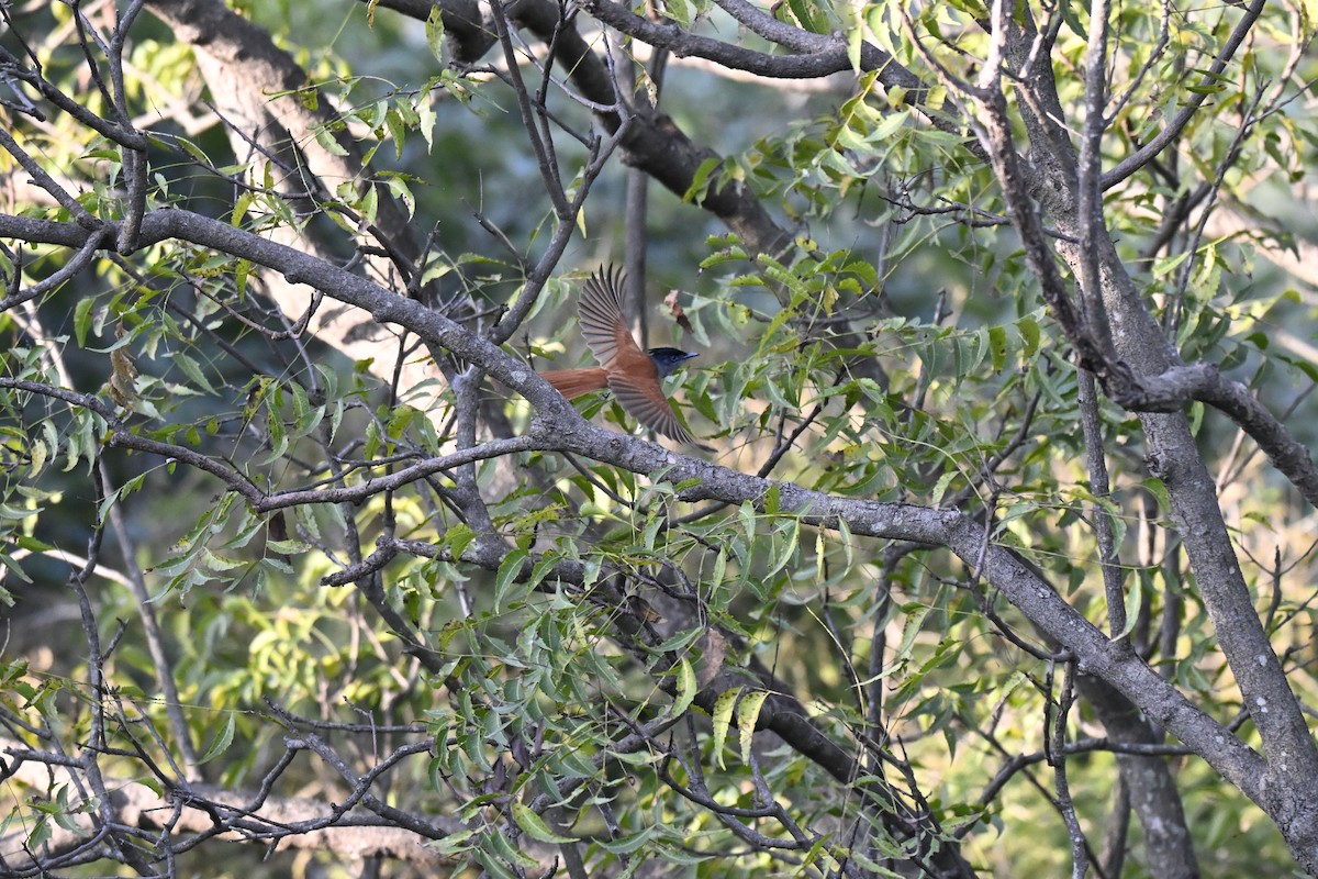 Tchitrec de paradis - ML644982495